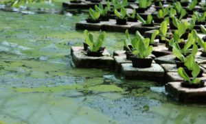 Aquaponics Image