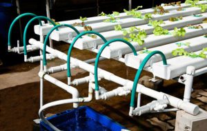 Hydroponics NFT